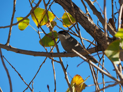 Curruca melanocephala