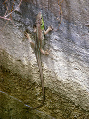 Lacerta trilineata polylepidota