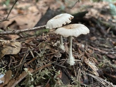 Collybiopsis peronata