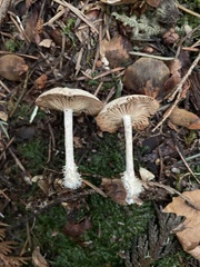 Collybiopsis peronata