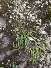 Pyrrosia linearifolia