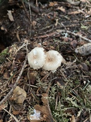 Collybiopsis peronata