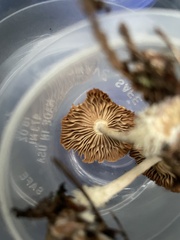 Collybiopsis peronata