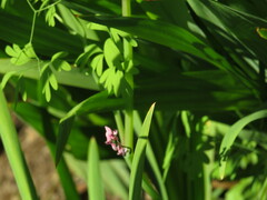 Cysticapnos cracca