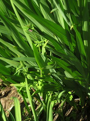 Cysticapnos cracca