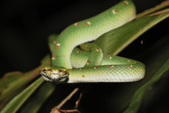 Tropidolaemus wagleri