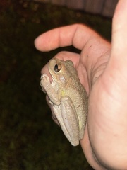 Osteopilus septentrionalis