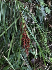 Carex baccans