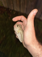 Osteopilus septentrionalis