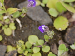 Hygrophila serpyllum