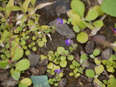 Hygrophila serpyllum