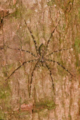 Pandercetes