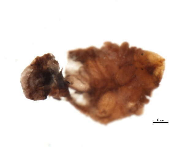 lesser snow scale (Hemiptera (bugs, aphids, scale insects and hoppers ...