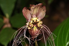 Tacca integrifolia