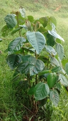 Croton magdalenensis