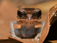 Leptobrachium hendricksoni