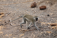 Chlorocebus pygerythrus hilgerti
