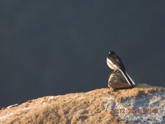 Motacilla maderaspatensis