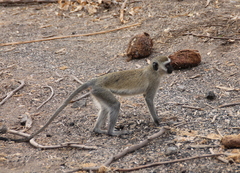 Chlorocebus pygerythrus hilgerti
