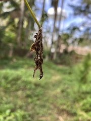 Heliconius charithonia