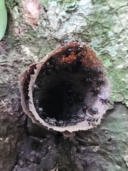 Scaptotrigona postica