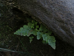 Asplenium adiantum-nigrum