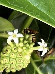 Polistes crinitus