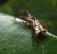 Micrathena fissispina