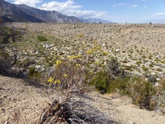 Eriogonum microtheca ambiguum