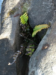 Blechnum punctulatum punctulatum