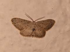 Idaea minuscularia