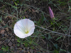 Calystegia purpurata