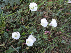Calystegia purpurata