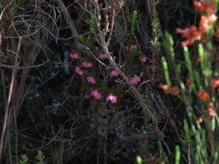 Erica spumosa