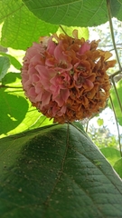 Dombeya