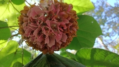 Dombeya