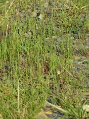 Petrorhagia prolifera