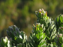 Mimetes fimbriifolius