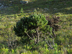 Mimetes fimbriifolius