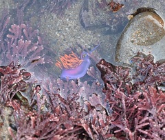 Flabellinopsis iodinea