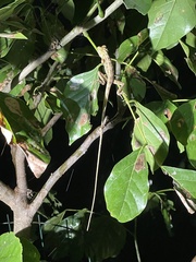 Calotes versicolor