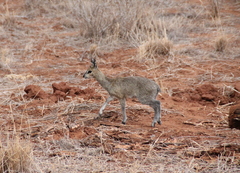 Oreotragus oreotragus