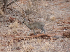 Oreotragus oreotragus