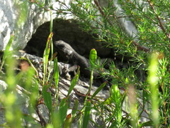 Cliffortia subsetacea