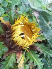 Carlina acanthifolia