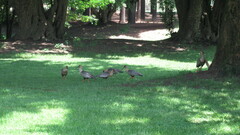 Theristicus melanopis