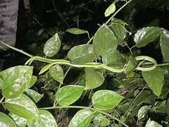 Ahaetulla oxyrhynca