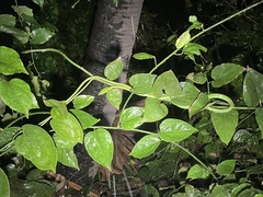 Ahaetulla oxyrhynca