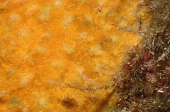 Stephanotheca monoecensis