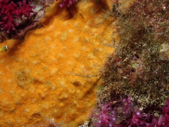 Stephanotheca monoecensis